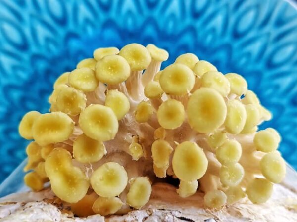 yellow oyster mushrooms grow kit