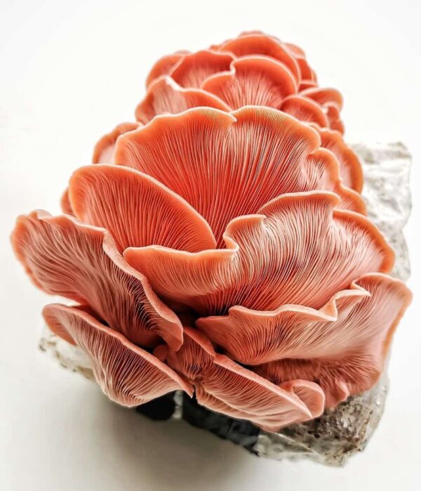 pink oyster mushroom grain spawn