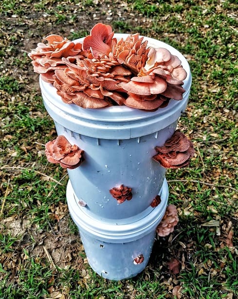 pink oyster mushrooms