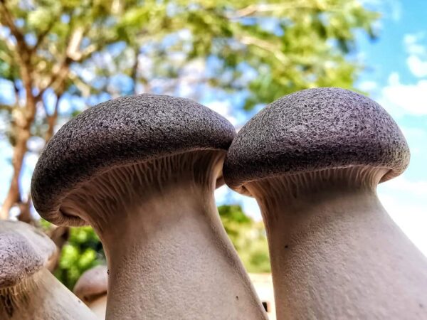 gourmet mushroom grow kits australia