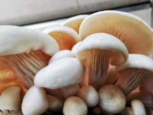 White Oyster Mushrooms Grown From Grain Spawn