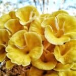 yellow oyster mushrooms grow kit
