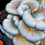 blue oyster mushroom grow kit