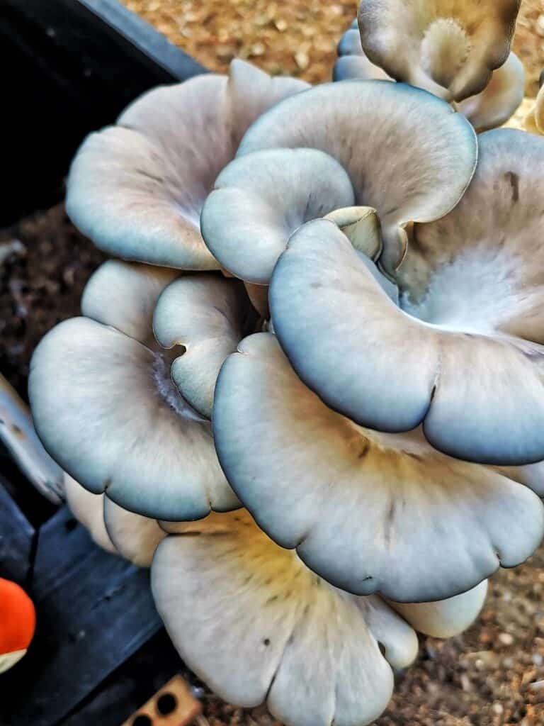 blue oyster mushroom grow kit