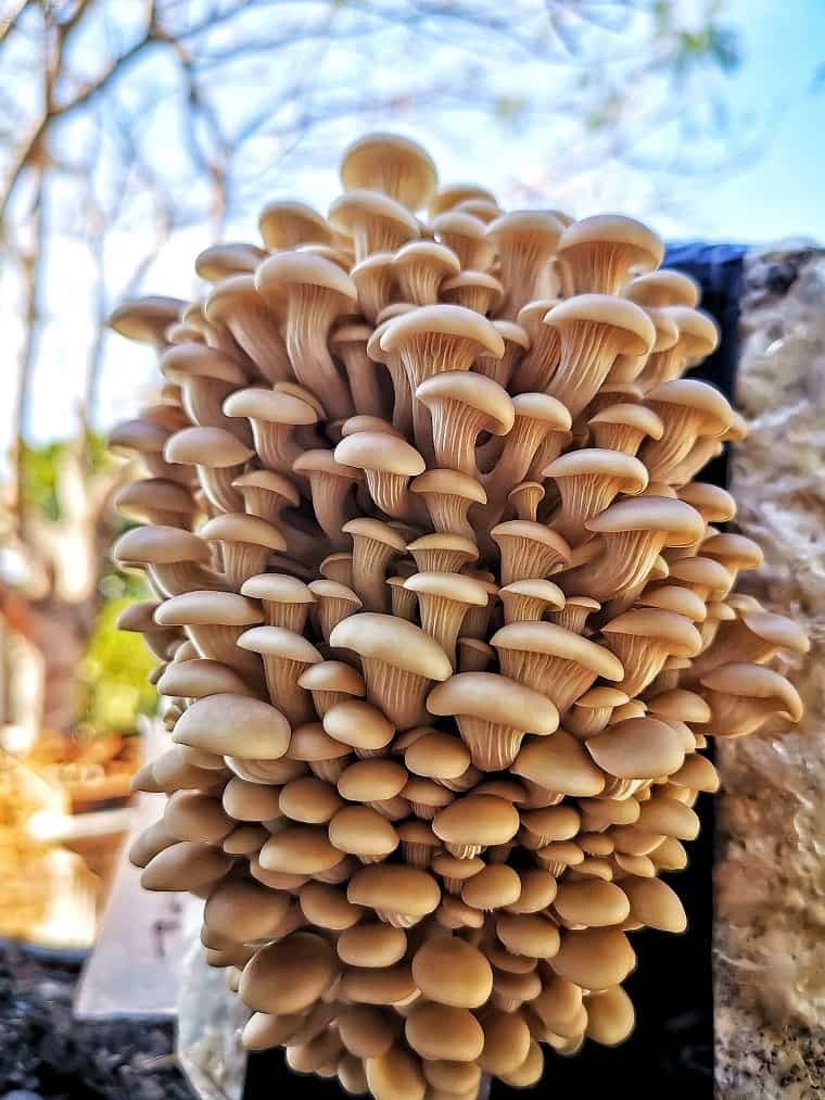 open a mushroom growing kit