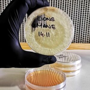 Lion's Mane Agar Flow Hood