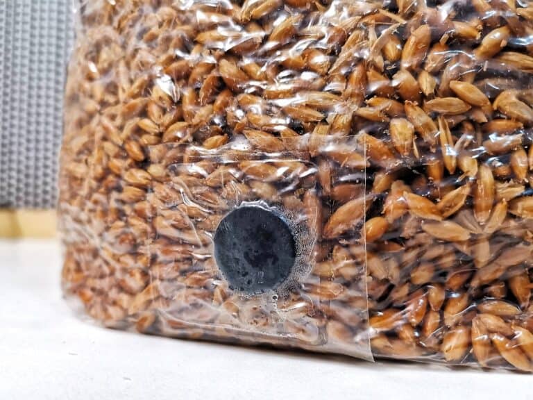 The Best Grain Spawn Bags for Growing Mushrooms. – Mushroom Supplies