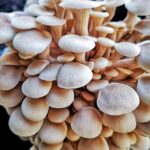 brown oyster mushrooms