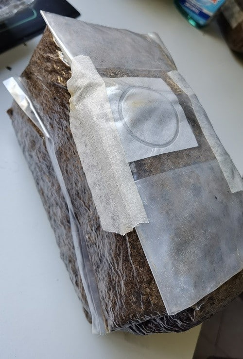 Type a mushroom grow bag fold