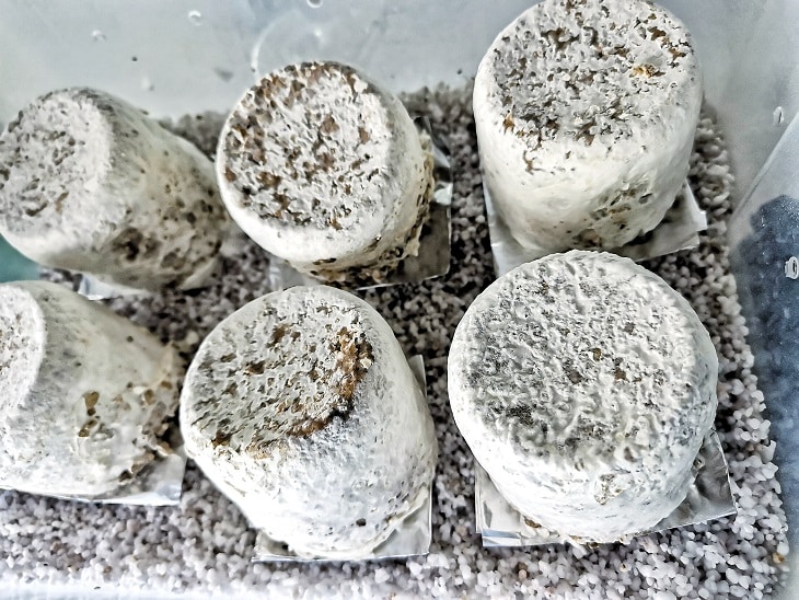 How to Grow Magic Mushrooms At Home