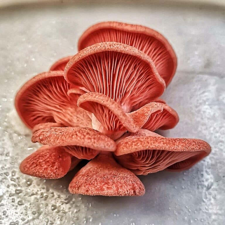 pink oyster mushroom