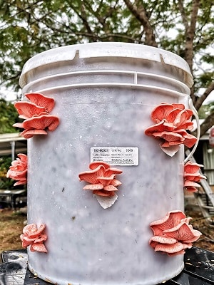 growing pink oyster mushrooms in a bucket