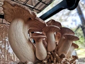 growing king oyster mushrooms on hardwood