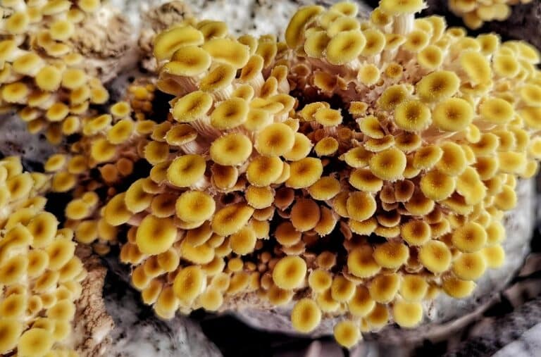 yellow oyster mushroom primordia