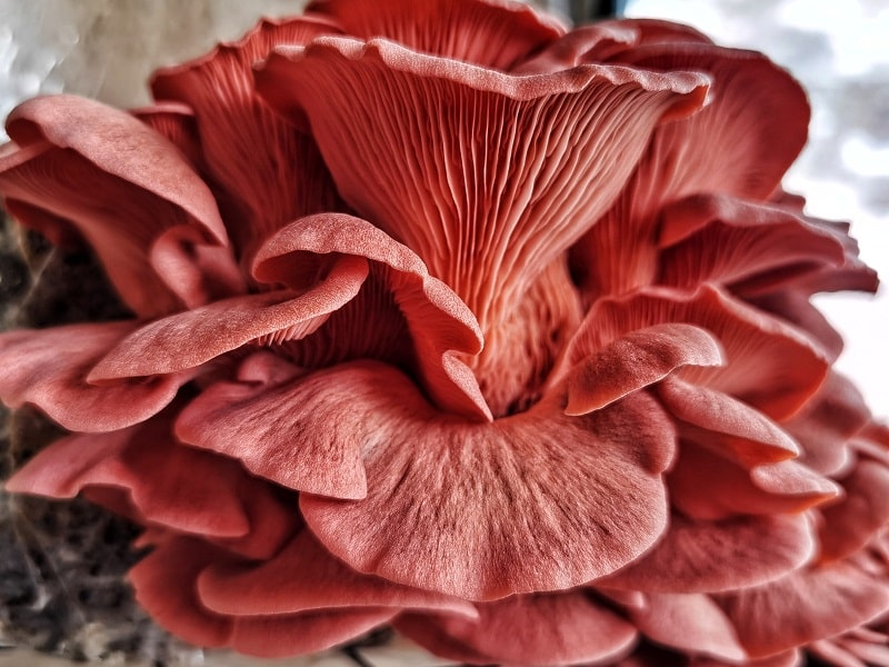 growing pink oyster mushroom