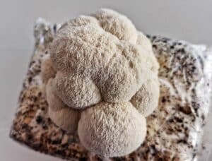 lion's mane mushroom grow kit