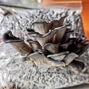 grow oyster mushrooms on paper