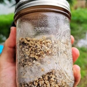 Mycelium growing on brown rice flour in a jar