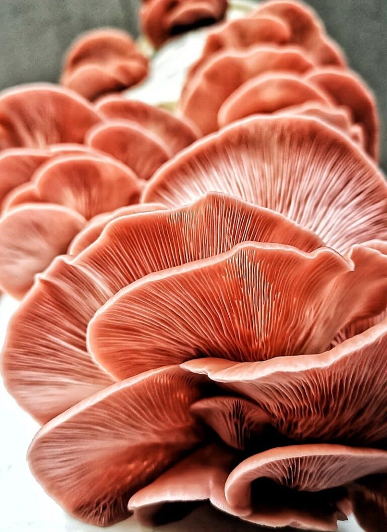 Pink oyster mushrooms growing in a bucket