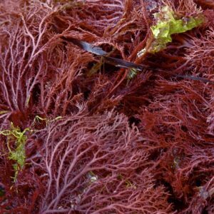 red seaweed for making agar