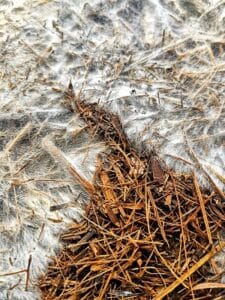 Mycelium Growing On Sugar Cane Mulch