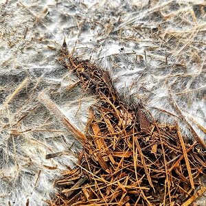 Mycelium Growing On Sugar Cane Mulch