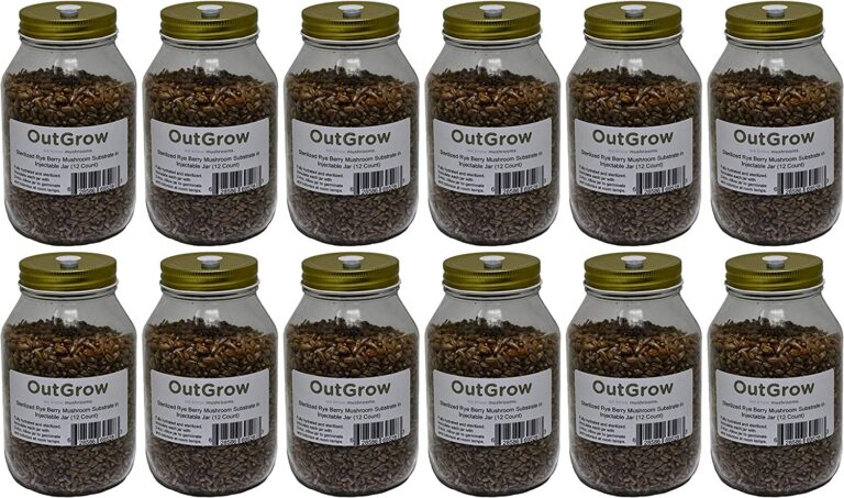 sterilized grain spawn in jars